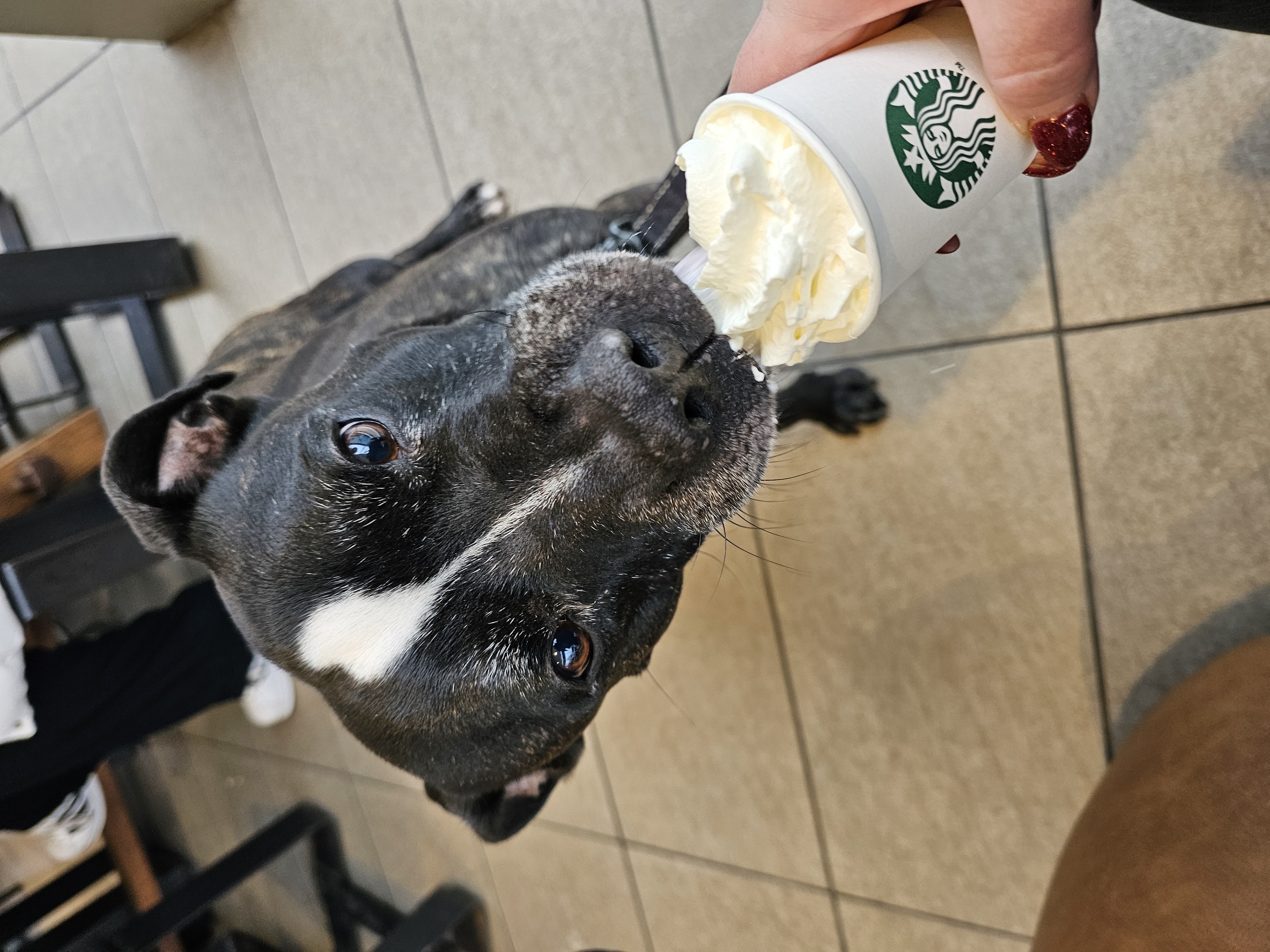 Winter Walk with Dog